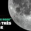 Lune rose
