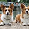 Corgi