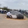 Baleine Bordeaux